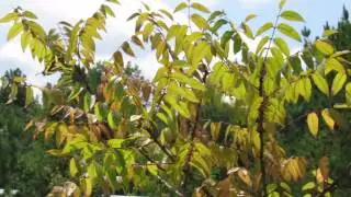 Eastern giant swallowtail laying eggs on Tickle-tongue tree, Zanthoxylum clava-herculis