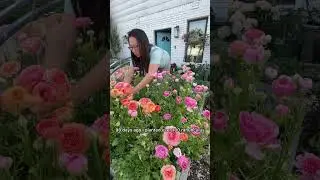 If you love garden roses, you must grow ranunculus
