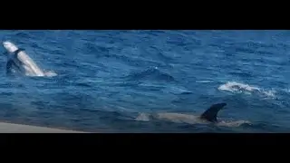Monterey, CA. Whale Watching Tour. Olga's Birthday!  Туp по наблюдению за китами.День рождения Оли!