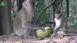 Amazing Animal Activities - Best Monkeys Play And Eating Their Food