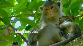 Pitiful eye... Lovely monkey Alba just want to get close with mum, Alba jealous Anissa?