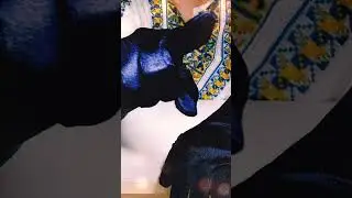 Shiny Satin Gloves #Preview #ASMR #asmrlikeasandbox