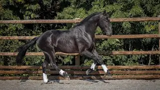 **SOLD** Piro free top class youngster by Totilas (REF#574)
