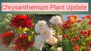 Chrysanthemum Plant Update/Guldaudi Flowers Blooming.#guldaudi 