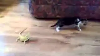 chat marrant - Un Chaton a peur d'un L&eacute;zard !!!