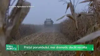 Prețul porumbului, mai dramatic dec&acirc;t recolta 18 09 2025
