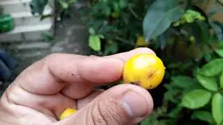 Bacupari Mirim