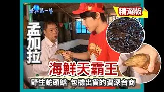 【孟加拉】海鮮水產界天霸王 包機出貨的資深台商（野生大螃蟹／蛇頭鱔／國寶魚鰣魚）｜《世界第一等》353集精華版