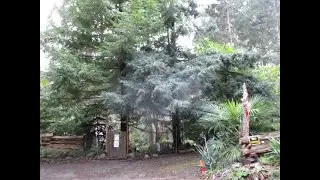 Coast Redwood trees grow well in the North  Pacific