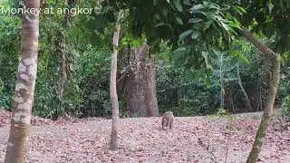 Monkey Angkor life in the evenging show