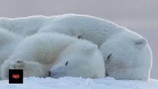 Climate Change Effects on Animals | Impact of Global Warming Cause Them to Leave Their Home