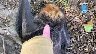 Rescuing a baby flying-fox on the ground:  this is Finglas
