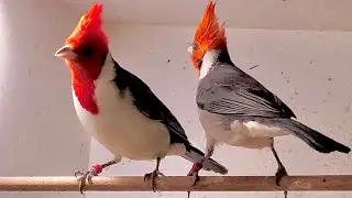 Red-crested Cardinal Mating | Brazilian Cardinal Pair in Aviary