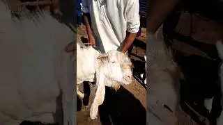 Rajan Puri Gulabi Bakra | @narejogoatfarm9487