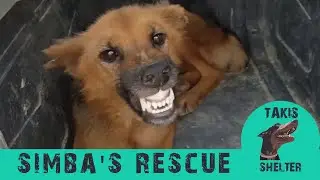 She shows nothing but teeth to her rescuer but in 3 days they became friends - Simba -Takis Shelter