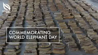 Commemorating World Elephant Day | How NParks Combats The Illegal Trade In Ivory