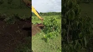 New goat farm land cleaning 🧹🌳