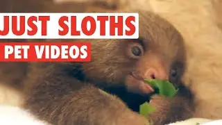 Sloths: The Slow & Serene Life of These Adorable Tree-Dwellers