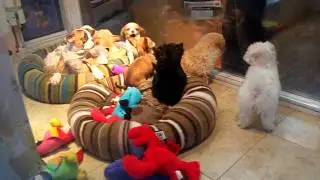 puppies in key west