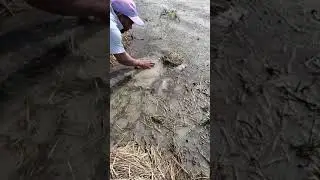 how to catch hassa in guyana from the nest