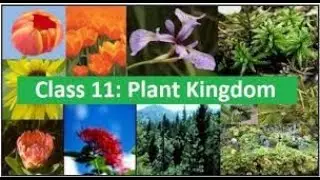Plant Kingdom Part 1 Classification System