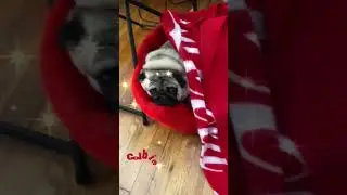 Pugfoolery Colbie and his beddy #pugsarelife