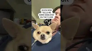 Wait what? Nope #dog  #chihuahua