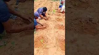 හින් මිරිස් /green chill :Episode 7 #pmwntv #agriculture #goviya #govithana #miriss