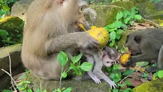 Beautiful Monkey Rose and Rainbow  Eating yellow mango for snacks🐒💚🐵💛