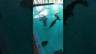 arapaima fish and alligator fish fighting for food #fish #zoo #aligatorfish #arapaimagigas