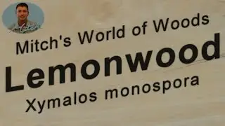 Lemonwood (Xymalos monospora) - Mitch's World of Woods