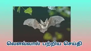 வௌவ்வால் பற்றிய செய்திகள் /தகவல் களஞ்சியம்/bat information 