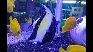 NOS ADENTRAMOS EN EL MERCADO DE PECES 