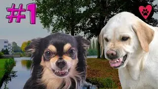 Cani che Ringhiano Compilation - Parte 1