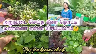 Maadi thottam🌱கீரைச் செடியை அறுவடை செய்த பிறகு மண்ணை எப்படி பயன்படுத்தலாம்🏡 how to reuse🤔