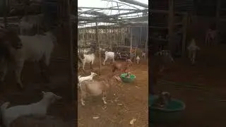 African boer goat farm in Assam || African Boer Breeder in Assam || Goat Farm in Sivasagar || Trend