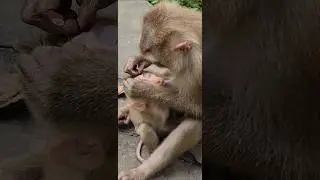 beautiful lovely cutie baby monkey 🐒 lumi milk mommy grooming #shortvideo #shorts #viral
