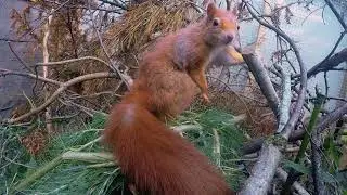Red Squirrel Conservation at Longleat