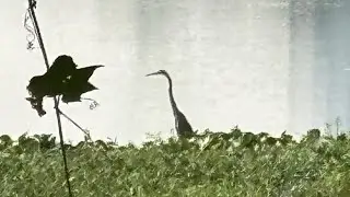 Nature, Beauty of Powai lake