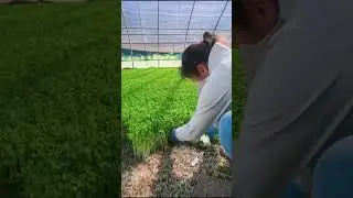 Harvesting bean sprouts#agriculture#rural life#farming#planting #naturallife#garden#Harvesting