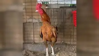 Nice Original Cuba | Chicken Farm