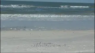 Sand Dollar Island 🌊 ASMR Waves Write Your Name in the Sand Live Florida Beach