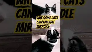 Why Some Cats Can't Handle Mirrors