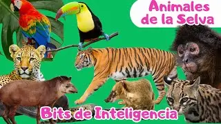 Animales de la Selva para Beb&eacute;s | Aprende sobre Biolog&iacute;a | M&eacute;todo Doman| Bits de Inteligencia