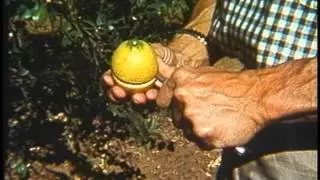 UCR in the 1960s &mdash; Citrus Experiment Station of University of California