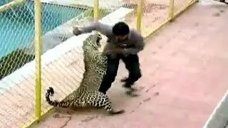 Leopardo invade escola e fere seis pessoas na &Iacute;ndia