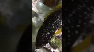 Blue and yellow grouper