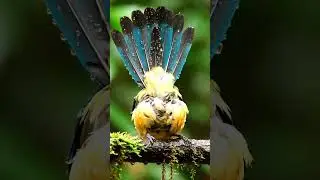 After the Rain: Feathers Sparkle in 4K (Close-Up)