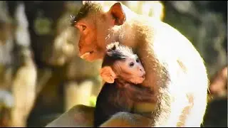 [ EPISODE 2 ] PITIFUL POOR BABY JODY CRY & CRY SOFT SOUND CALL MOM RESCUE BUT KIDNAP TAKE GO AWAY.