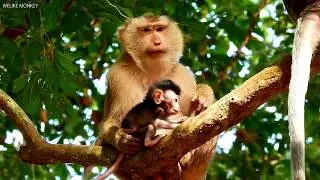 Baby monkey cry very sad to mum save, baby Jayden hungry milk and weak cos no milk 3 hours